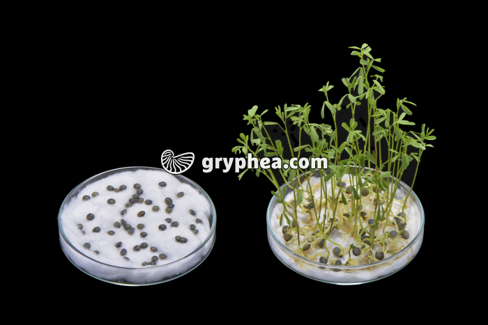 Expérience de germination des graines (lentilles sans eau - avec eau) - gryphea.com